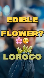 This Flower 🌸🌿 gives you the munchies 😋 The Salvadoran way 🇸🇻💙 Loroco Pupusas available at ALL @vchostruck Locations 🤭 Quien les encanta Loroco 👀 Tag someone who needs to try it ⬇️ #vchostruck #loroco #salvadoranfood #comidasalvadorena #orgullosalvadoreño #recipeideas #recipeshare #salvifood | Vchos Truck