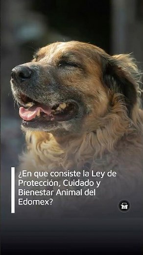 ¿En que consiste la Ley de Protección, Cuidado y Bienestar Animal del Edomex?