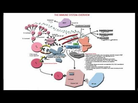 The Immune System Overview and Tutorial - Innate and Adaptive