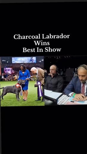 #labrador #silverlabs #charcoallab #akc #LRC | GLIB - Guild of Labrador Improvement Breeders