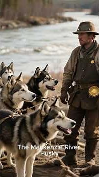 🐺❄️ Different Husky Breeds Around the World | Siberian Husky to Greenland Dog 🌍🐕 #naturesvault