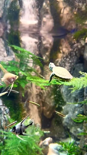 Aquascape Ideas for your Aquarium and Terrarium | Inspiration for Aquatic Enthusiasts