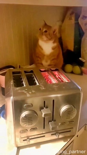 Cute Moment 😻#funny #pet #cute #cat #catsoftiktok #fyp #viral | foot massager cat
