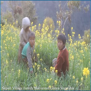 124K views · 7.3K reactions | Nepali Village Family Harvested Green Vegetable-- Village Traditional lifestyle | Nepali Village Family | Facebook