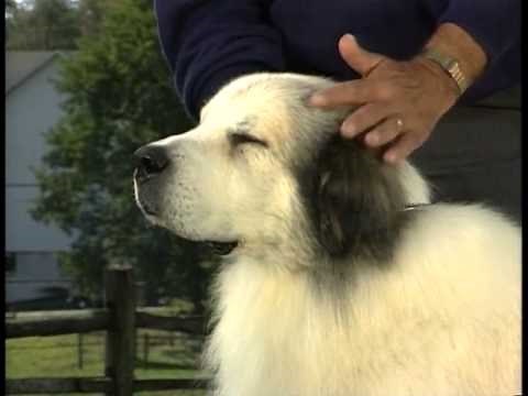 Great Pyrenees - AKC Dog Breed Series
