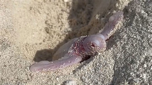 One in 100,000: Extremely rare baby albino turtle found on beach in Australia