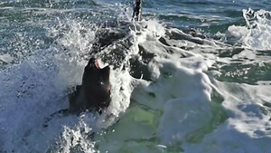 Brutales Naturschauspiel in Patagonien - Killerwale fallen am Strand über Robben her