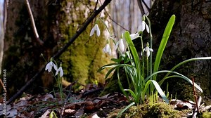 common snowdrop bush grow in dry leaves and moss, tree trunk root, backlight sunny forest meadow, symbol of spring seasonal awaken, beauty of nature, blurred background, pagan ritual herb belief study