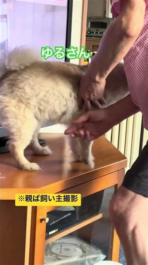 ちくわぶと親ば飼い主1057