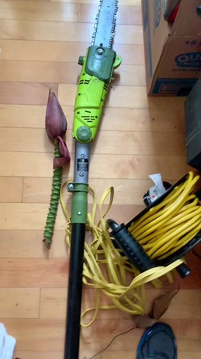 Ice Cream Banana Tree Growth Progress