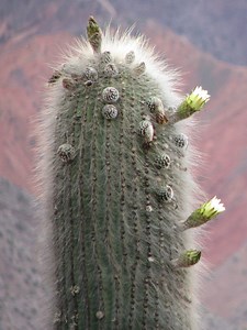 Trichocereus pasacana – Echinopsis atacamensis ssp.pasacana – Trichocereus.net – Cactus Seeds & Books!
