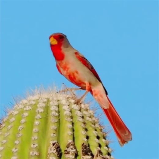 Il canto del Cardinale del deserto: Pyrrhuloxia or Desert cardinal, (Cardinalis sinuatus)