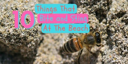 10 Living Things That Can Ruin Your Day At The Beach (Bites and Stings)