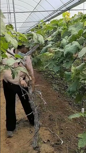 Grape Vine Care / Cuidado de vid / ぶどうケア作業 / 포도나무 관리