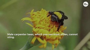 Why you need carpenter bees in your garden