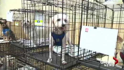 Rescue group brings 68 dogs to Kelowna for adoption event