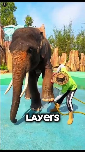 The Surprising Truth About Elephant Feet
