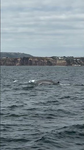 Whales love Dana Point! 🐋✨ Video by @oceanluvr4ever