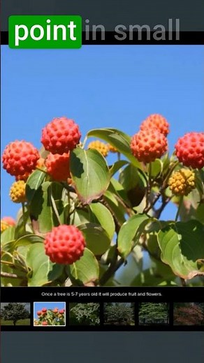 A Favorite Dogwood ‘Kousa’—Beauty in Every Season!