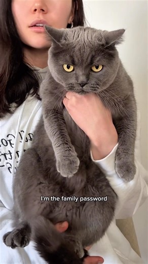 Upper management required adequate test. #funnycat #petshorts