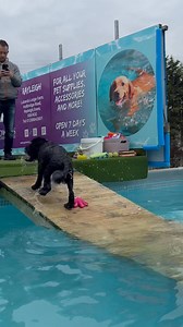 Cockapoo Scouts first swim went really well 🐾💦💕🇬🇧 | Canine Dip and Dive Maldon