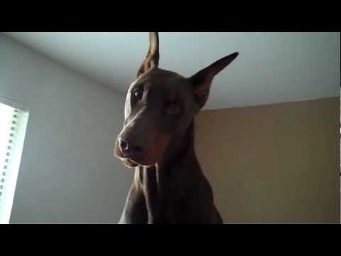 Howling Doberman