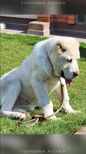 The Most Dangerous Dogs in the World! TOP 5 Dangerous Breeds!