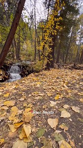 There’s gold in the hills of Reno! 🍂 Follow the link in our profile to find the best leaf-covered trails that are bursting with fall colors. 🍁⬆️ | Reno Tahoe
