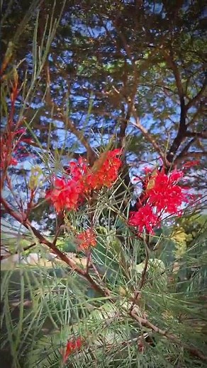 Grevillea Long John