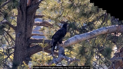 FOBBV Big Bear Bald Eagle Cam on Instagram: "Gizmo did it! This morning, Gizmo was very active on the back porch, then ran through the nest to the front porch and up to the balcony. After stretching out her wings wide and flapping hard, enjoying the breeze, Gizmo started eying the top of the Y-branch, the attic, beside her… …she suddenly jumped in that direction like she intended to flap up to the attic…but whoops, she didn’t quite make it. And as she re-landed, her foot slipped and she ended up