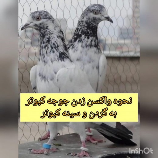 Kabootare Pakestan | ‎... بسم الله... نحوه صحیح واکسن زدن به جوجه کبوتر به سینه وگردن.. #واکسن#واکسن_کبوتر #نیوکاسل_کبوتر #کبوتر_پاکستانی #کبوتر_تیدی_پاکستانی...‎ | Instagram