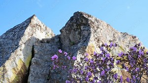 Video of Rhododendron dauricum with flowers. On background are rocks and blue sky.