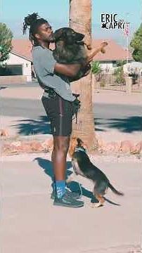 Dog Trainer Corrects His Dog For Bad Behaviour #shorts