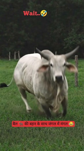 बैल🐂 की बहन के साथ जंगल में मगल😂🦮 #Thetharjaanwar #shorts #comedy #funny #viralshots #Thetharpuns