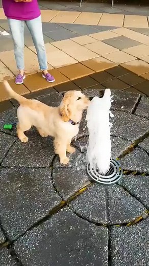 Adorable Dog Takes a Sip | Funny Video