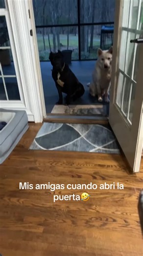 #chimuelo #marshmallow #merce querian salir huyendo🤣 | Marshmallow