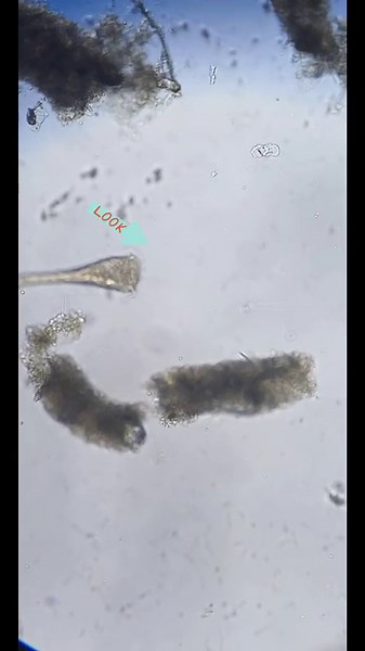 Nature’s hidden world revealed through a microscope