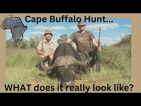 Cape Buffalo Hunt. An inside look. What makes hunting with us an unforgettable experience.