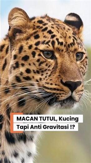 PREDATOR PALING KUAT !!! Bagaimana Macan Tutul Bisa Lawan Gravitasi !?