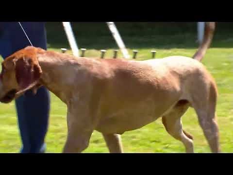 American English Coonhounds | Breed Judging 2022