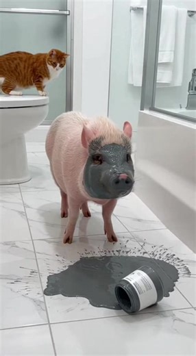 The pig found a dropped jar of mud mask. Instinct kicked in. A messy beauty treatment! #Pig #Spa #MudMask | Dr. Nazmul Anam