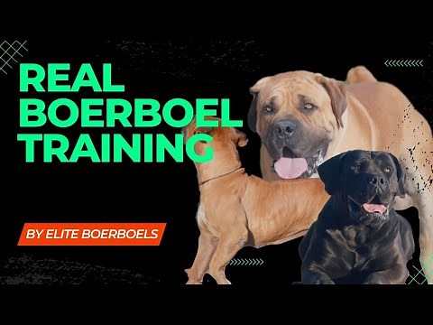 Training your Boerboel Dog (South African Mastiff Obedience Boerboel Training )