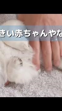 駄々をこねるチワワうにちゃんが可愛すぎる🤣