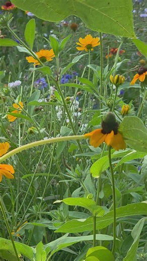 Inside A Flower Patch #nature #birdsong #garden #flowers