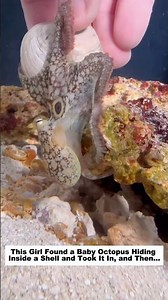 This Girl Found a Baby Octopus Hiding Inside a Shell and Took It In, and Then…