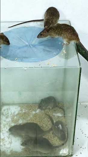 Easy mouse trap from household items that really works #diy #mousetrap #mouse #rat
