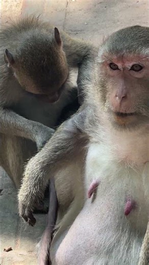 Mother monkey's tender care for her newborn baby #monkey #cute #wildlife