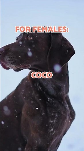 The BEST DOG NAMES for 2026 👉🏻🐶🌟 #DogNames #SHORTS