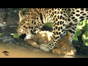 Leopard Kidnaps Lion Cub