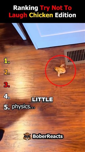 ranking try not to laugh funniest chicken moments #usa